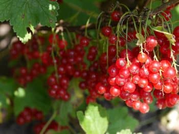 Image showcasing 6 Functional Foods That Support Dogs with Kidney Issues - iHeartDogs.com