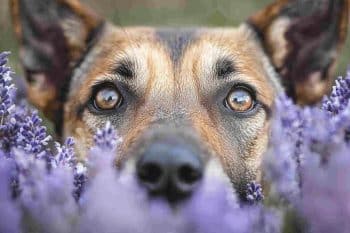 PetWireDaily — 7 Calming Herbs That Naturally Relieve Stress in Dogs