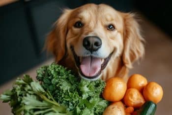 PetWireDaily — 10 Plant-Based Foods That Can Help Your Dog Live Longer