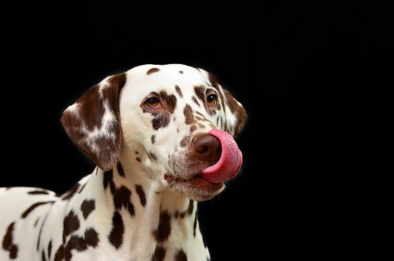 7 Natural Remedies to Help Your Dog’s Arthritis and Joint Pain ... - Preventing Puppy Knee Joint Pain Naturally