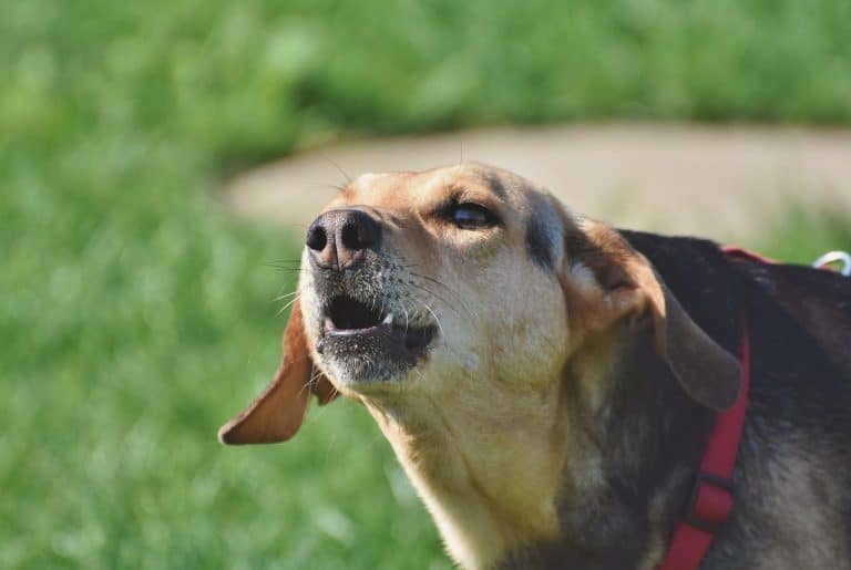 11 Signs Your Dog Is Trying to Tell You Something Important