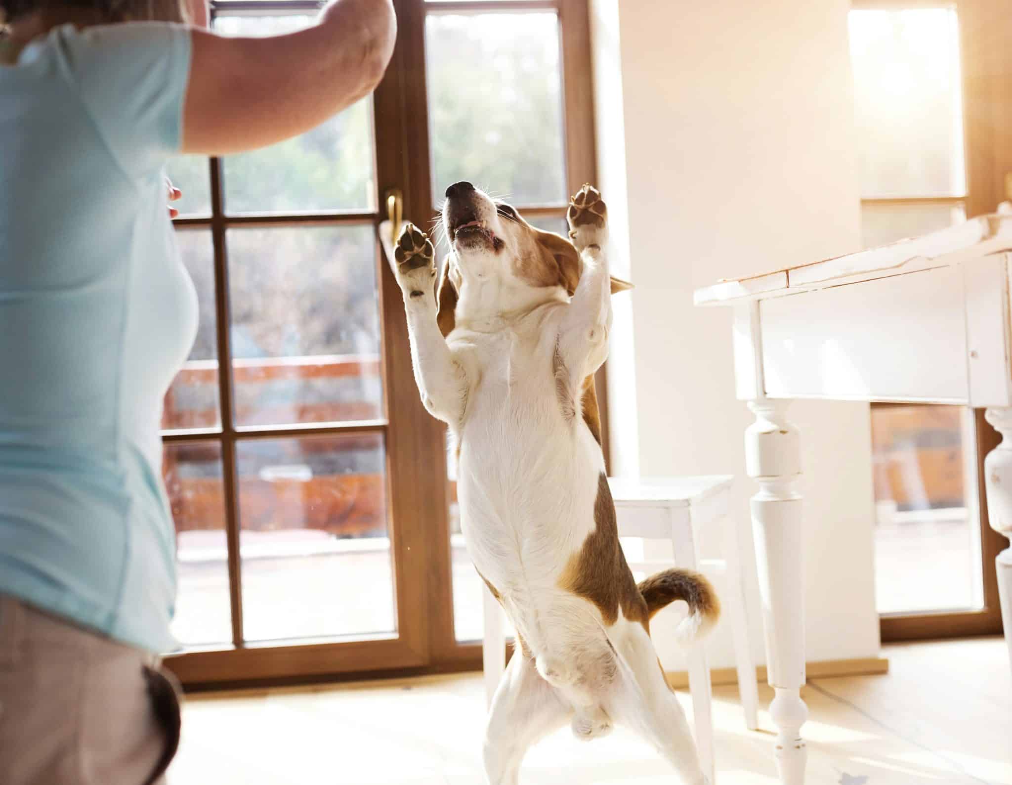 Dog Howling Due To Pet Jealousy Reference: 13 Ways Your Dog Secretly Shows They Re Jealous
