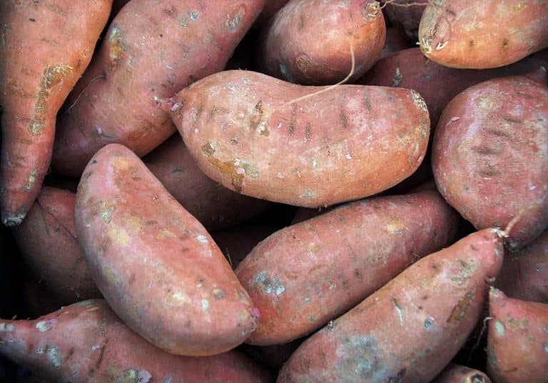 Top 10 Antioxidant-Rich Foods That Might Add Years to a Dog’s Life ...