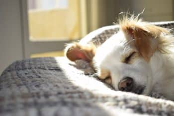 7 Natural Remedies to Help Your Dog’s Arthritis and Joint Pain ...