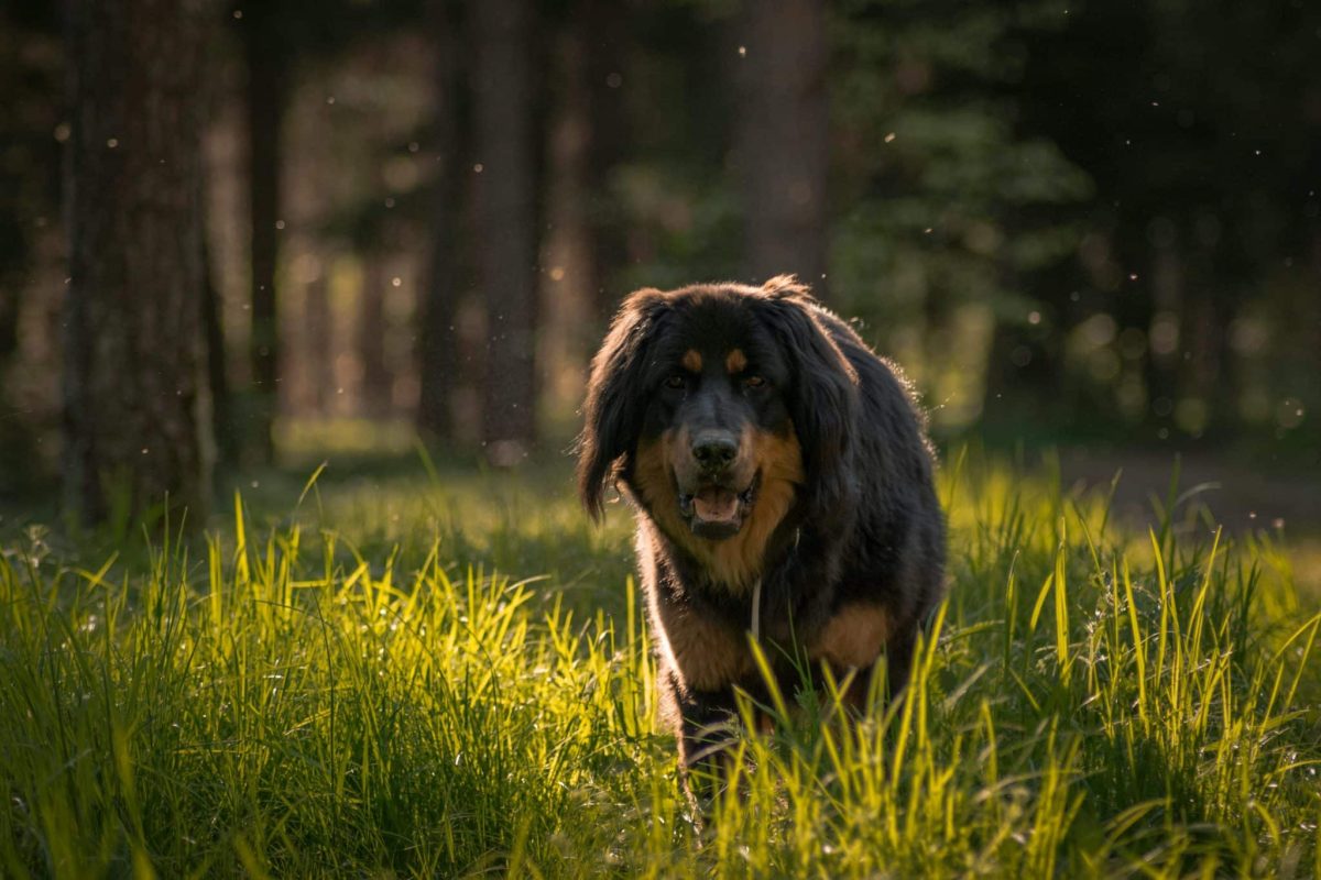 Tibetan Mastiff displaying fearless confidence and rugged strength shaped by high elevations.