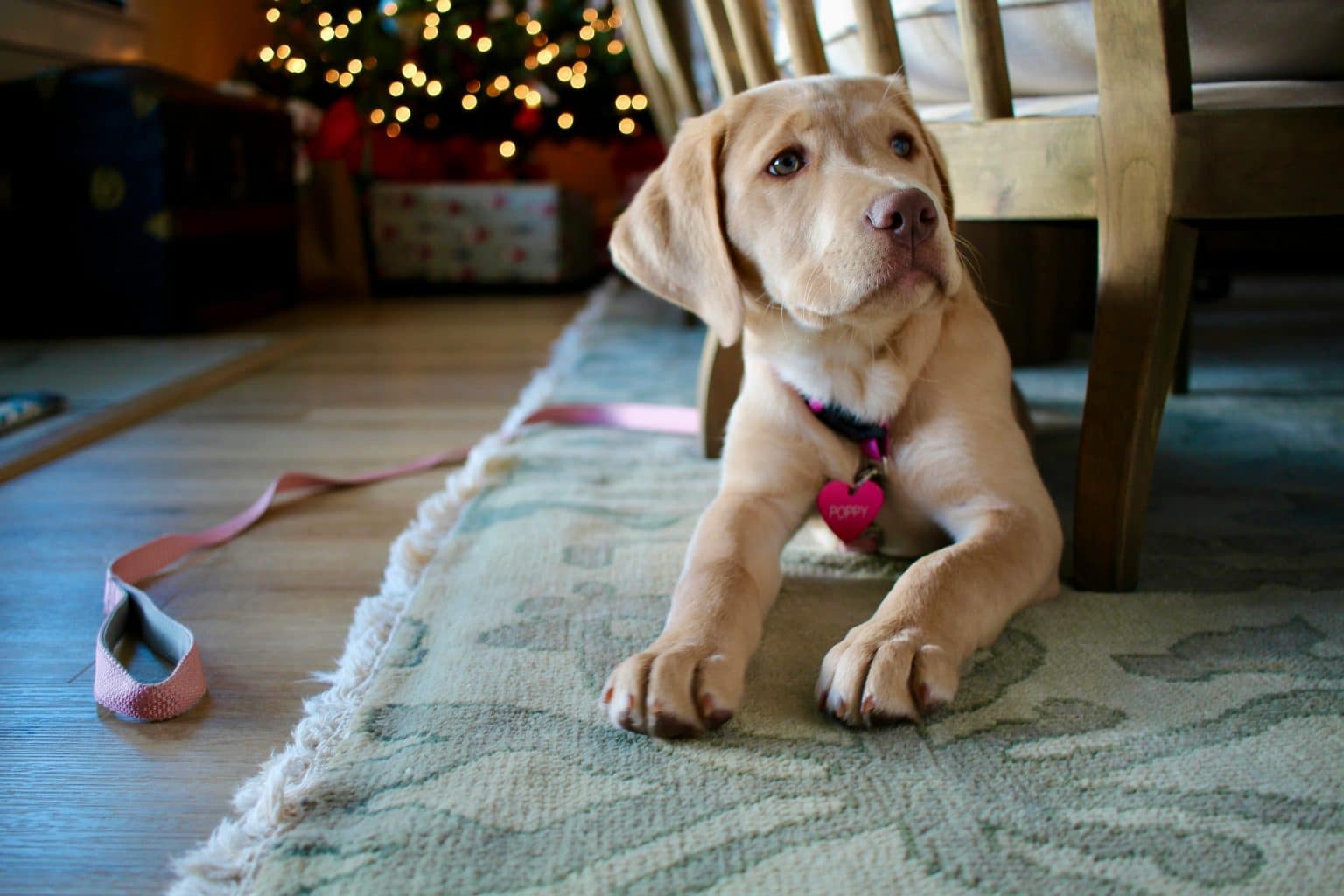 11 Signs Your Dog Is Trying to Tell You Something Important