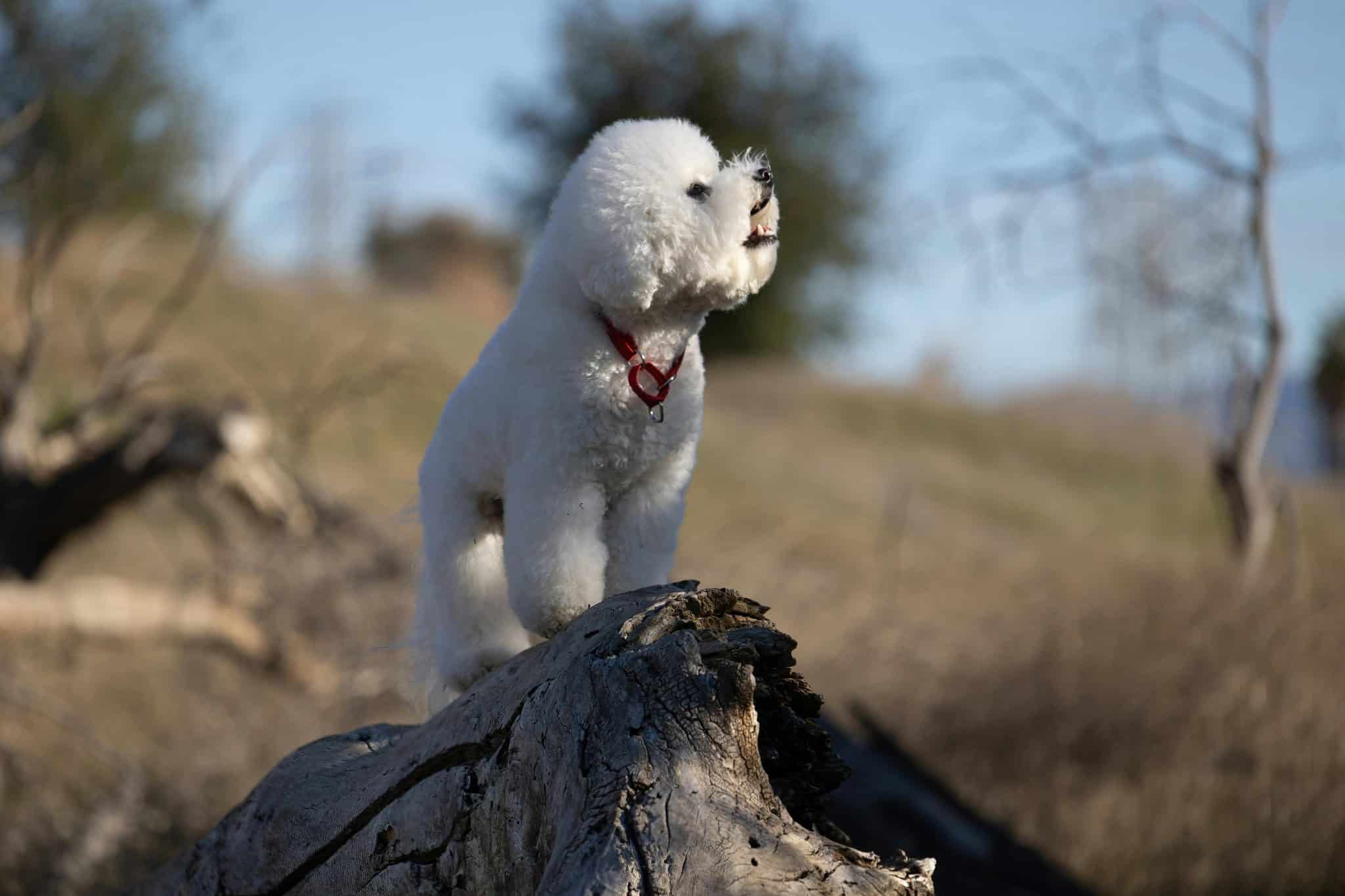 11 Signs Your Dog Is Trying to Tell You Something Important