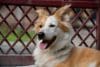 11-subtle-signs-your-dog-is-secretly-stressed-and-how-to-help