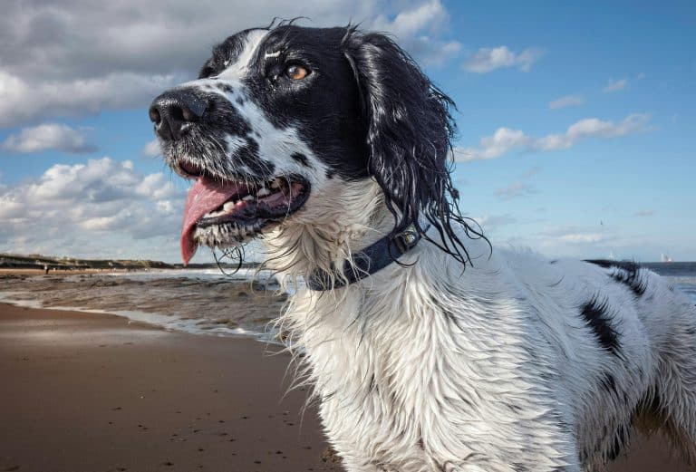 Sand Color Dog 13 Beachy Dog Breeds Who Love to Get Their Paws Sandy - iHeartDogs.com