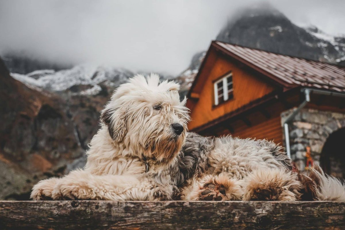Old English Sheepdog shaggy coat shedding thick hair.
