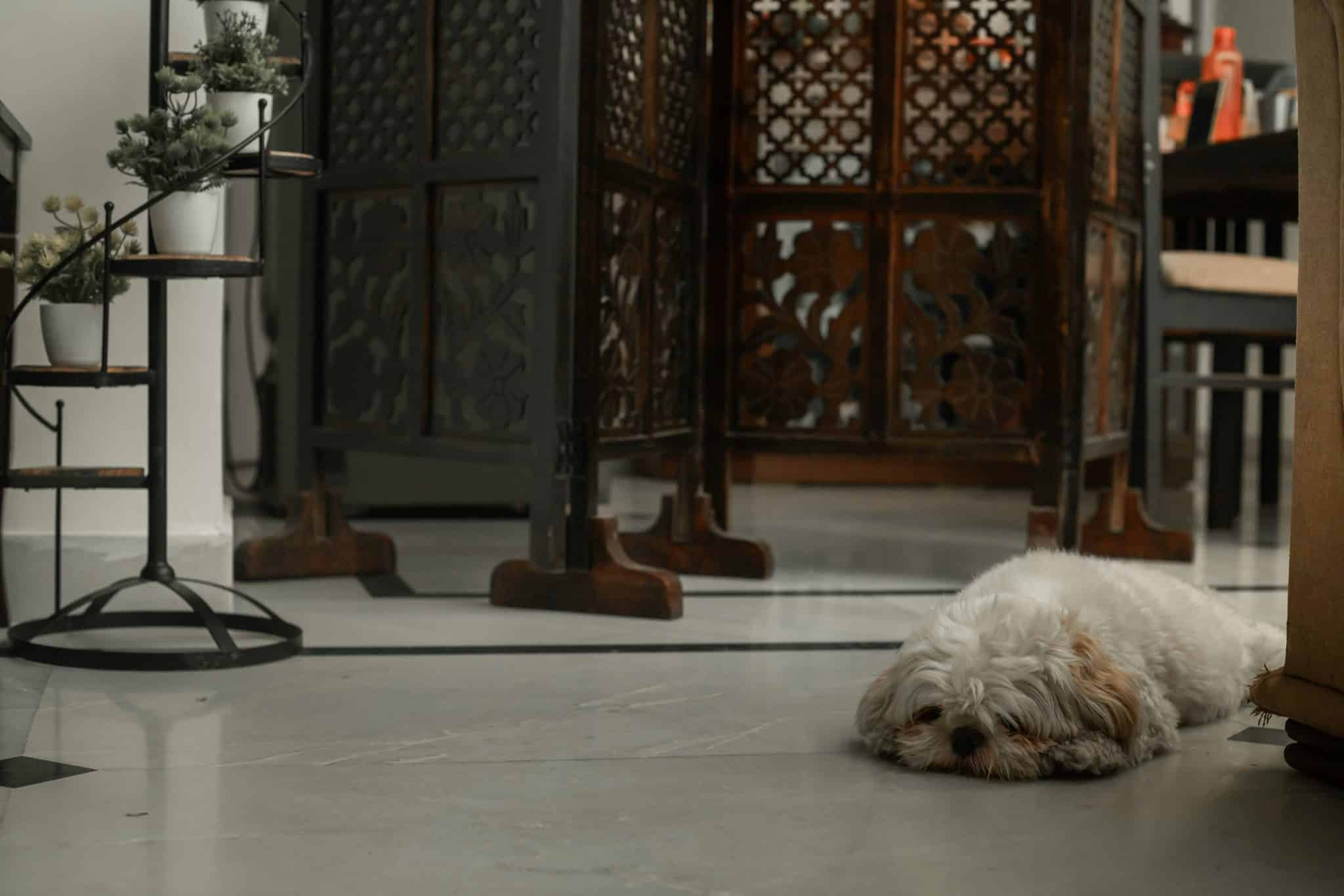 13 Reasons Your Dog Is Acting Strange All Of A Sudden