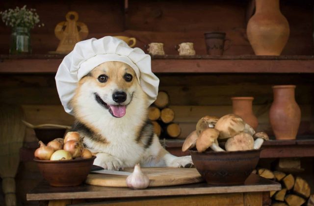Dog,Welsh,Corgi,Prepares,Mushrooms,For,Dinner,With,Onion,And