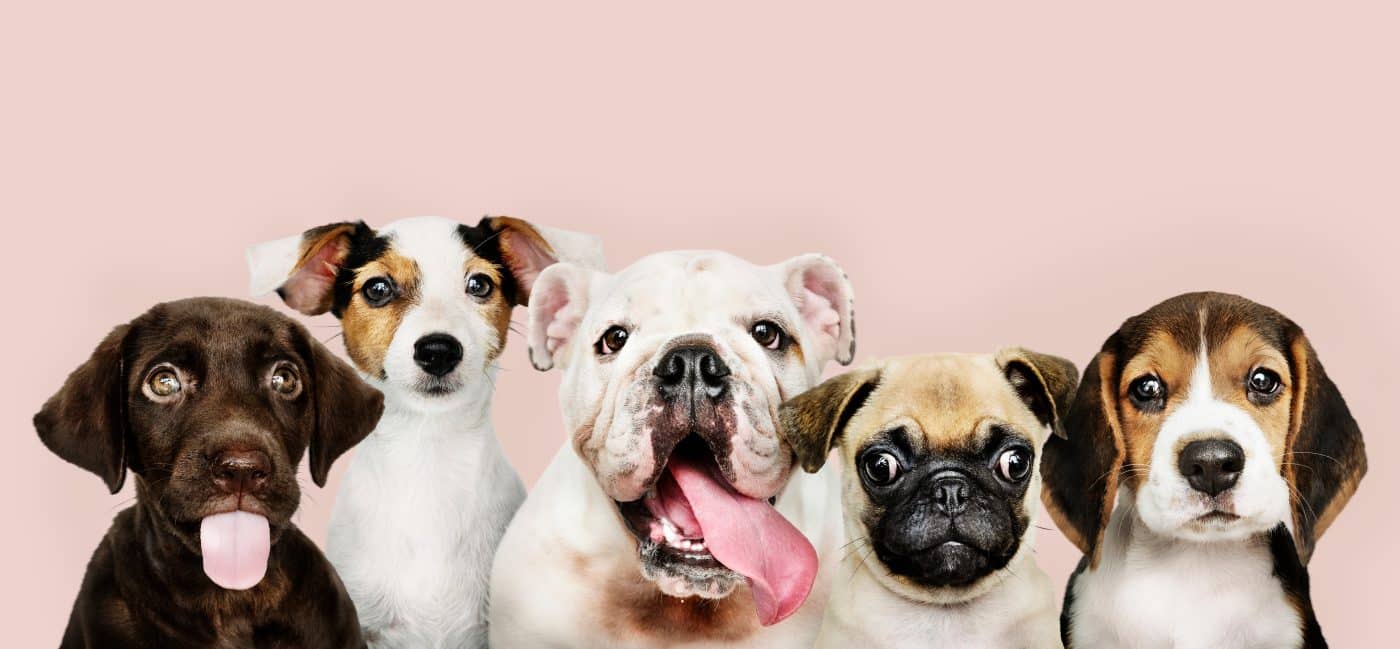 2026 s Most Popular Dog Breeds In The US Ranked By The American Kennel 