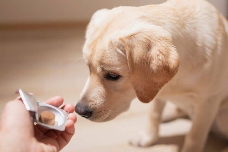 Photo inspiration: 5 Natural Digestive Enzymes That Help Dogs Absorb Nutrients Better Photo Inspiration