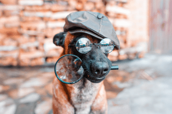 PetWireDaily — 15 Intelligent Dog Breeds That Prove Dogs Are Highly Smart
