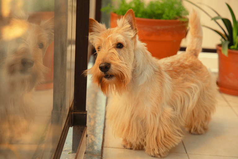 Curated visual reference: Can Low Shedding Dogs Be Aggressive Reference: 13 Low Shedding Dog Breeds Great For Tidy Pet Lovers