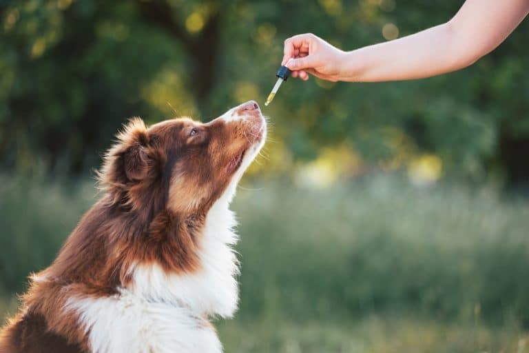 Picture of 7 Natural Anti-Inflammatory Remedies for Dogs with Chronic Pain ...