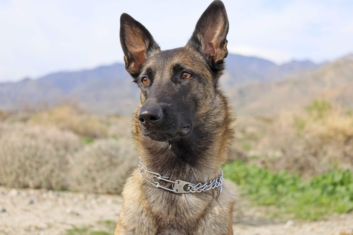 Belgian Malinois demonstrating focused devotion and powerful working partnership.