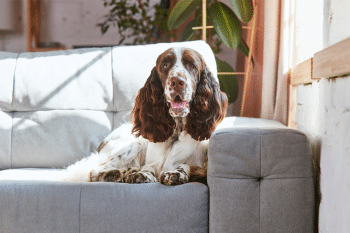 A floppy-eared dog in affectionate, heartfelt serenity.