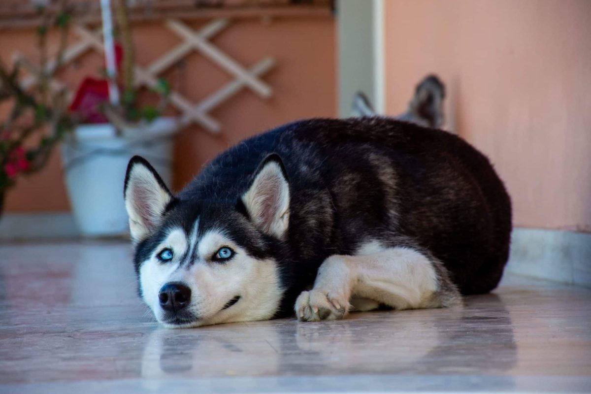 Siberian Husky calm posture showing difficulty with high temperatures