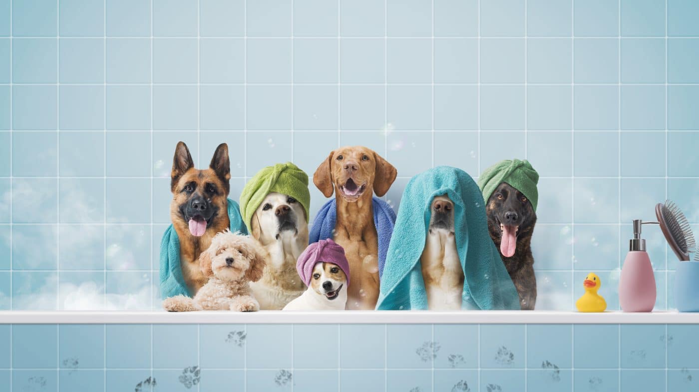 Curated visual reference: Visual Reference: 7 Best Dog Towels For Quick Drying Cozy Cuddles After