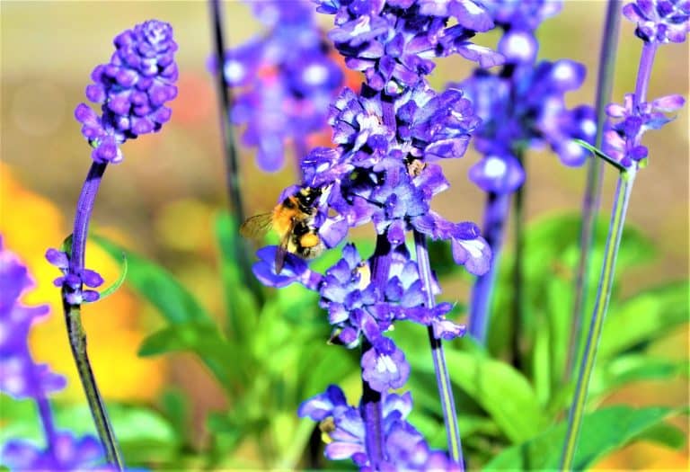 7 Calming Herbs That Naturally Relieve Stress in Dogs - iHeartDogs.com - Natural Stress Relief For Dogs