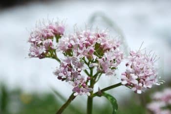 Image showcasing 7 Calming Herbs That Naturally Relieve Stress in Dogs - iHeartDogs.com