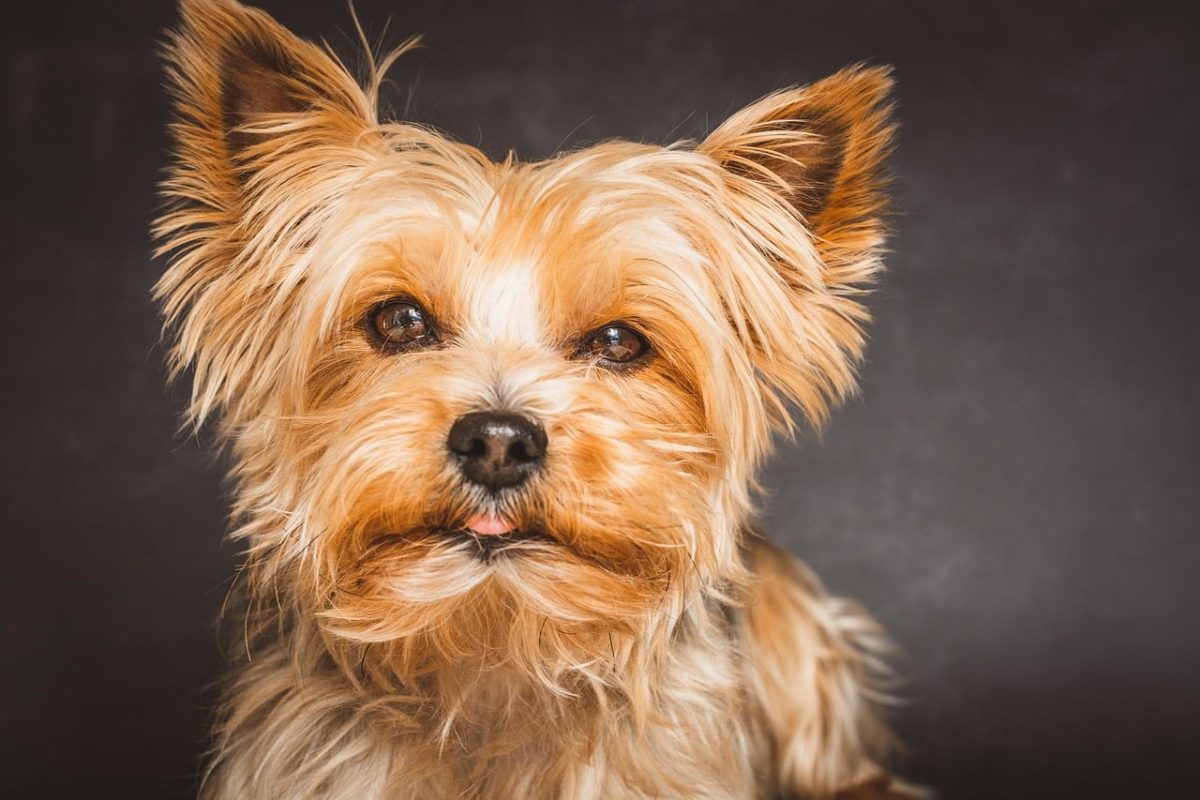 Yorkshire Terrier looking up with a loving expression, exuding affection and sweetness
