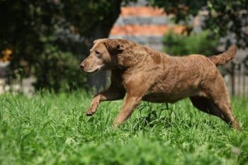 Chesapeake Bay Retriever running in grass