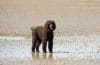 Sand Color Dog 13 Beachy Dog Breeds Who Love to Get Their Paws Sandy - iHeartDogs.com