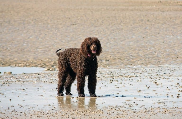 Sand Color Dog 13 Beachy Dog Breeds Who Love to Get Their Paws Sandy - iHeartDogs.com