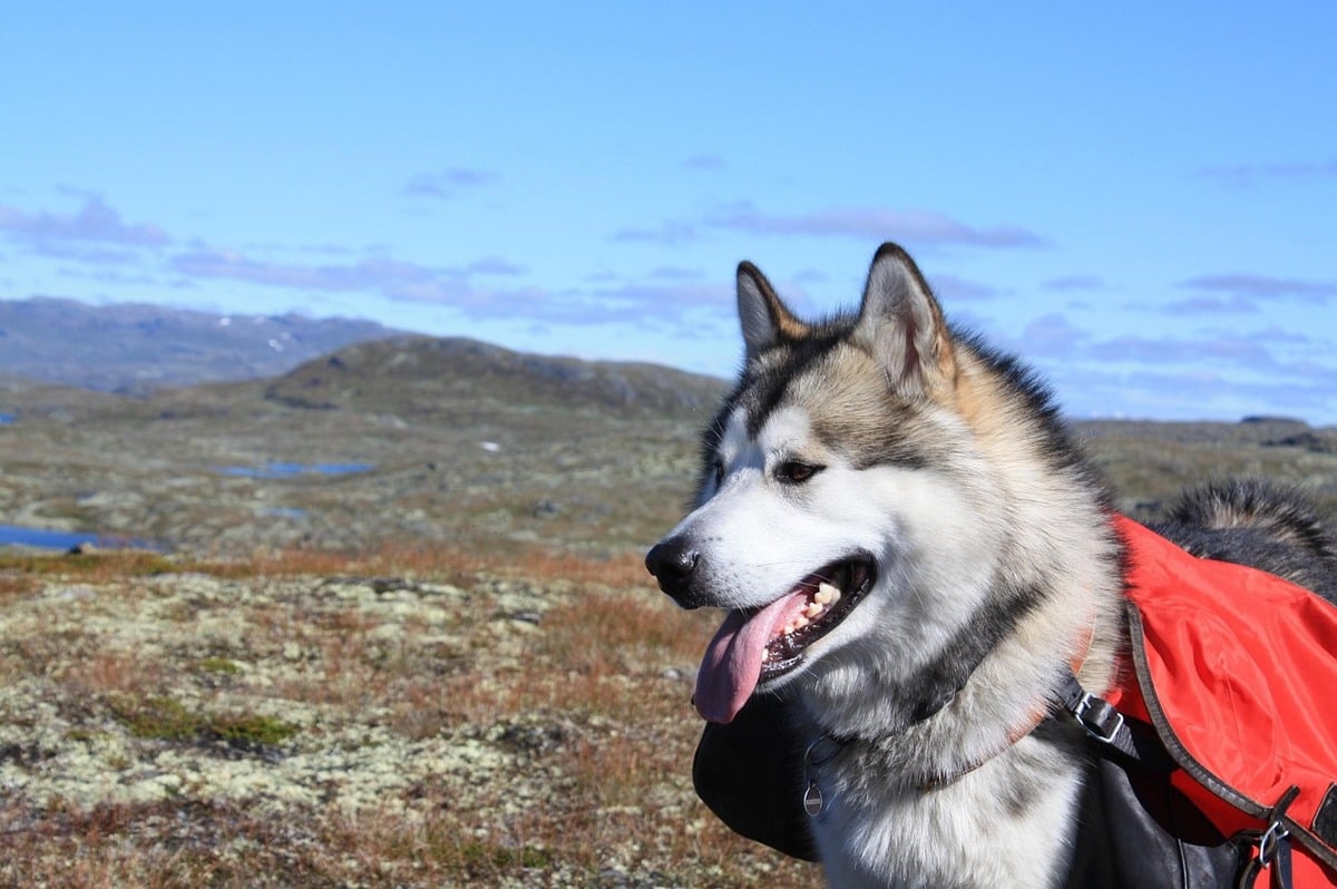 Alaskan Malamute posing proudly, radiating strength and natural outdoor resilience.