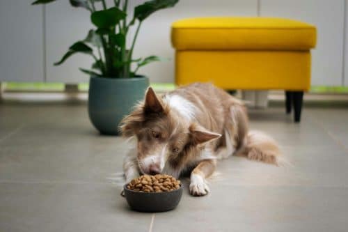 11 Ways to Calm an Anxious Dog - iHeartDogs.com