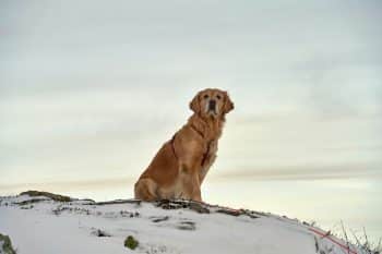 11 Quotes About the Rainbow Bridge That Will Touch Every Dog Lover’s