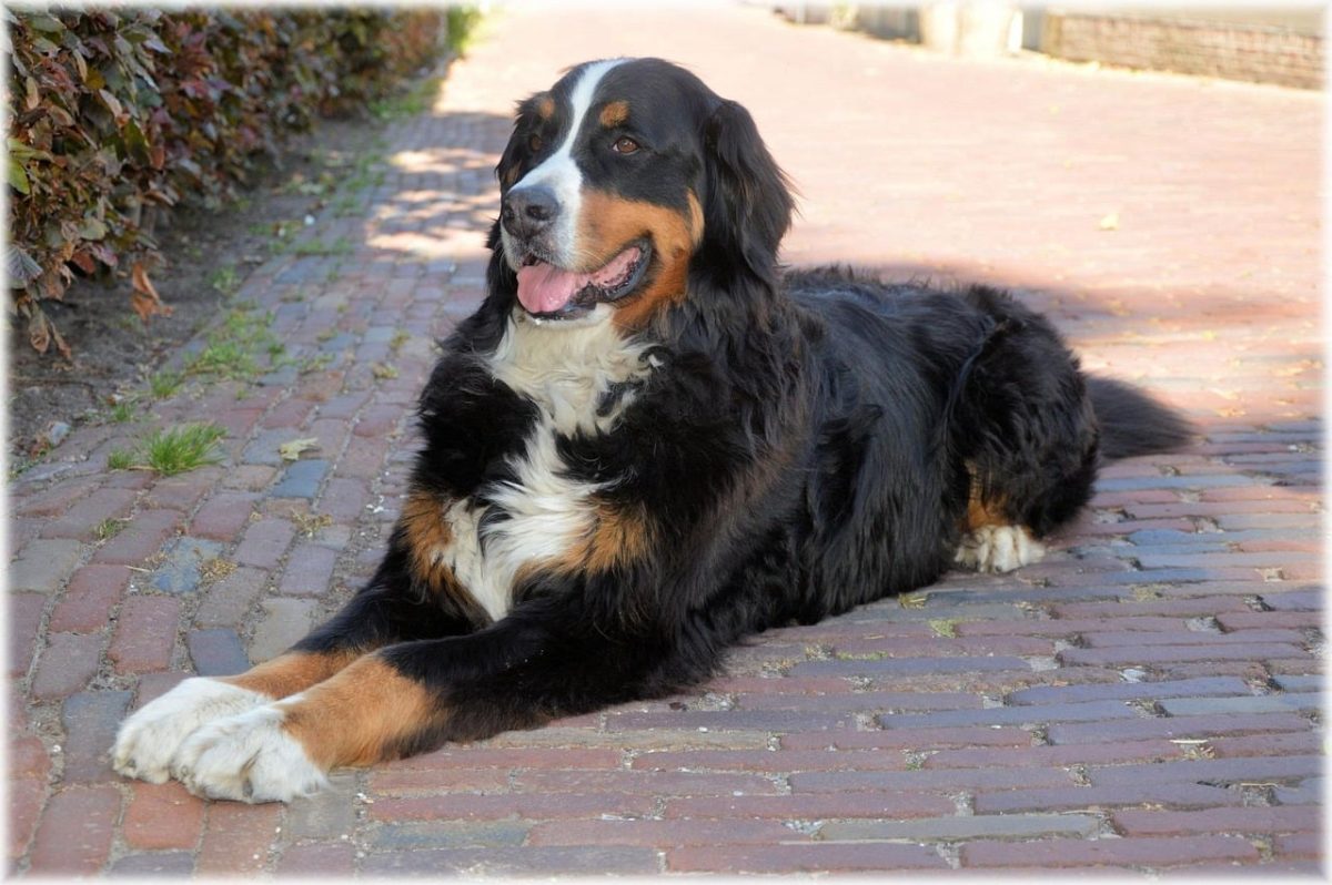 Bernese Mountain Dog sitting calmly, radiating gentle patience and composure