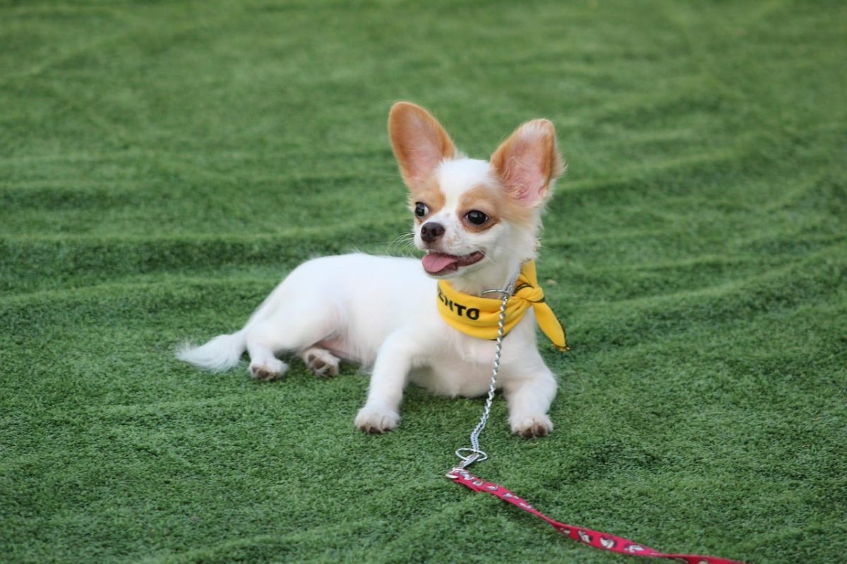 Chihuahua tiny and expressive showing bold and adorable personality