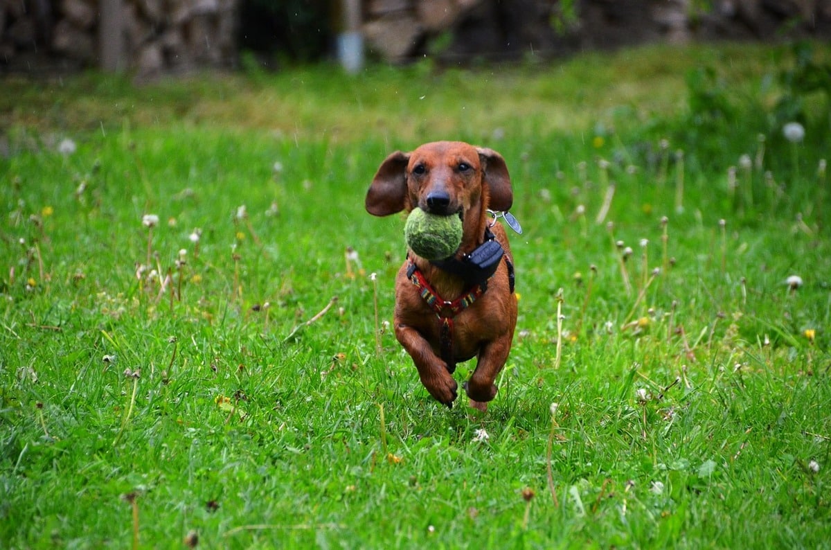 Dachshund embarking on an exploratory adventure, determined and curious