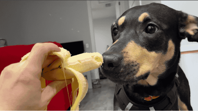 hand offering a banana to a black and brown dog 