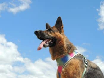 11 Quotes About the Rainbow Bridge That Will Touch Every Dog Lover’s
