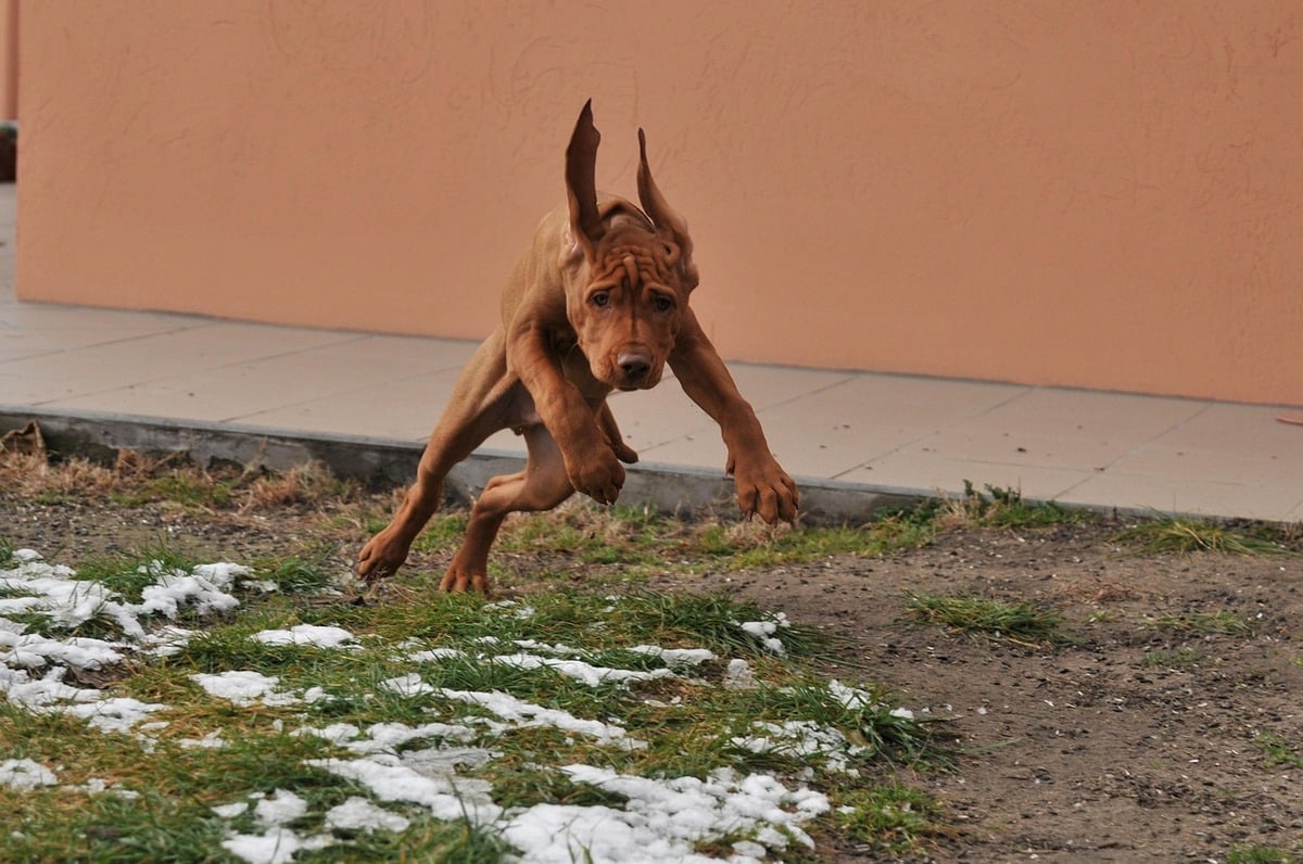 Vizsla sprinting playfully, radiating unstoppable, lifelong energy