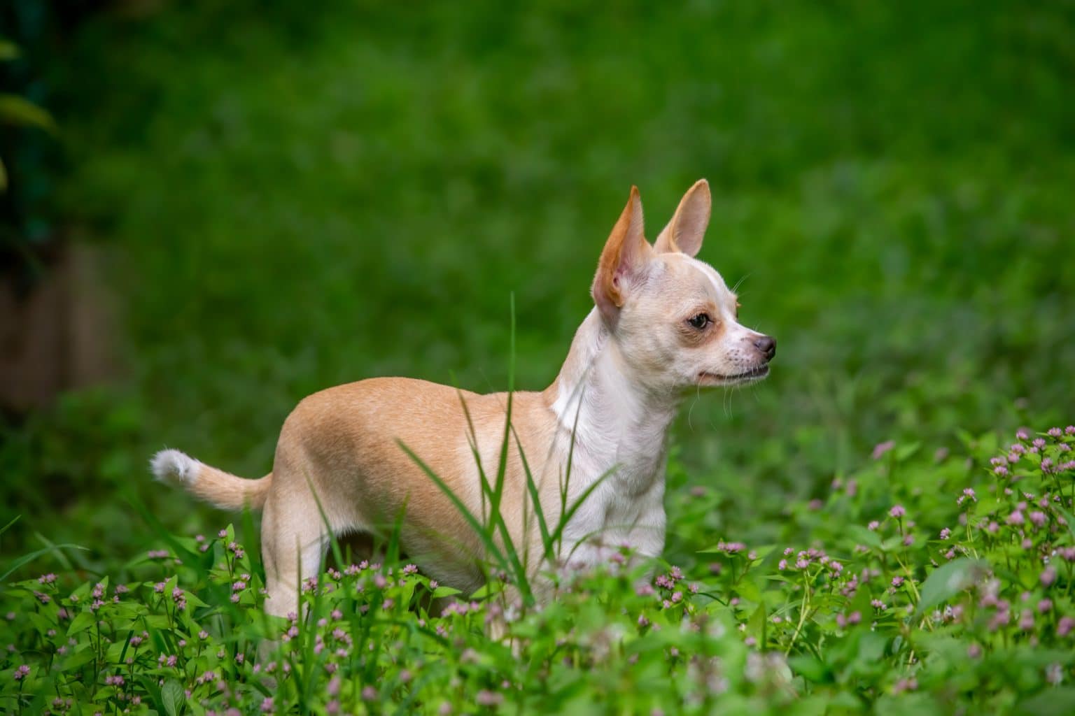 13 Canine Breeds That Dominated the Early 2000s