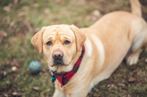 View of 11 Ways to Calm an Anxious Dog - iHeartDogs.com