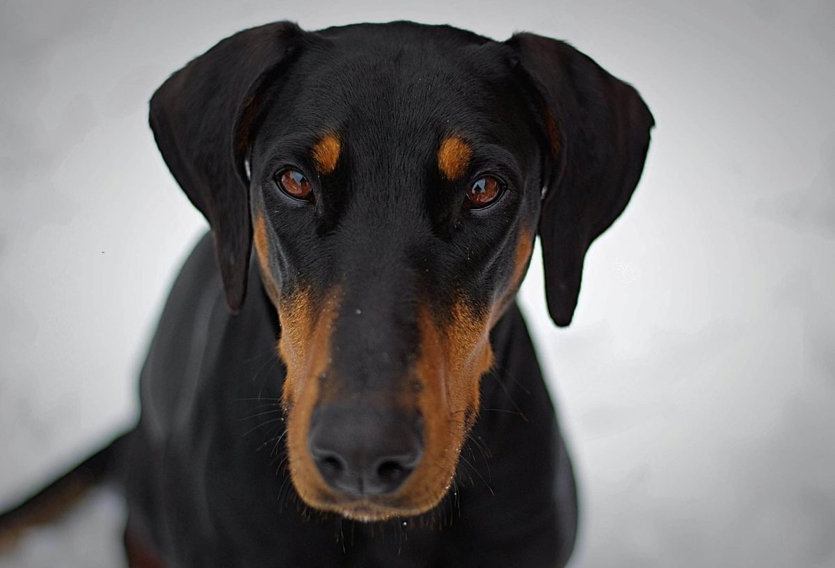 Doberman Pinscher poised and alert with an intelligent, calculating gaze