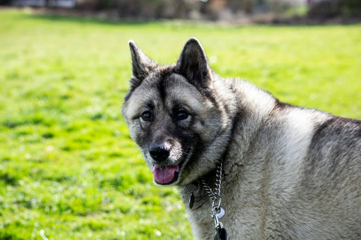 Top 15 Dog Breeds That Represent The Heart Of Multi Generational Homes 