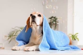 PetWireDaily — 10 Best Dog Wipes for Every Mess in 2026