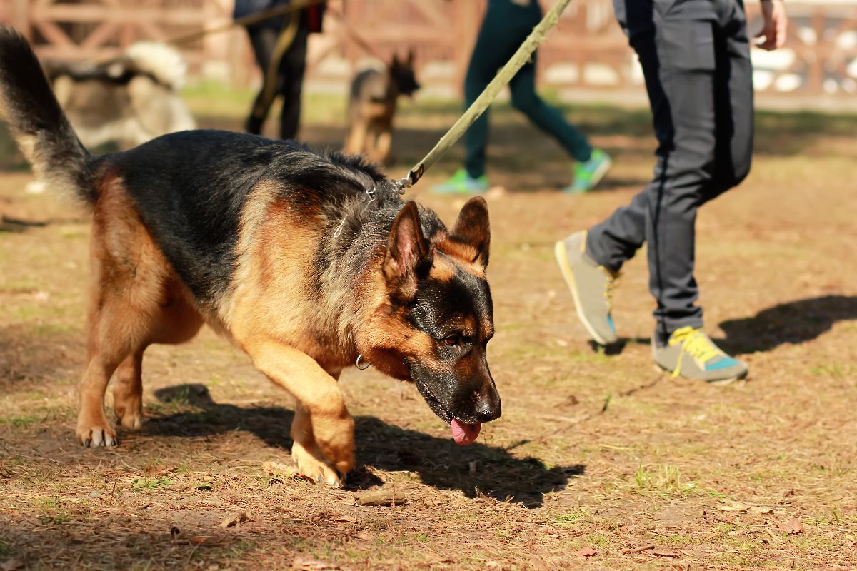 German Shepherd walking closely beside its owner, showcasing its loyal demeanor.