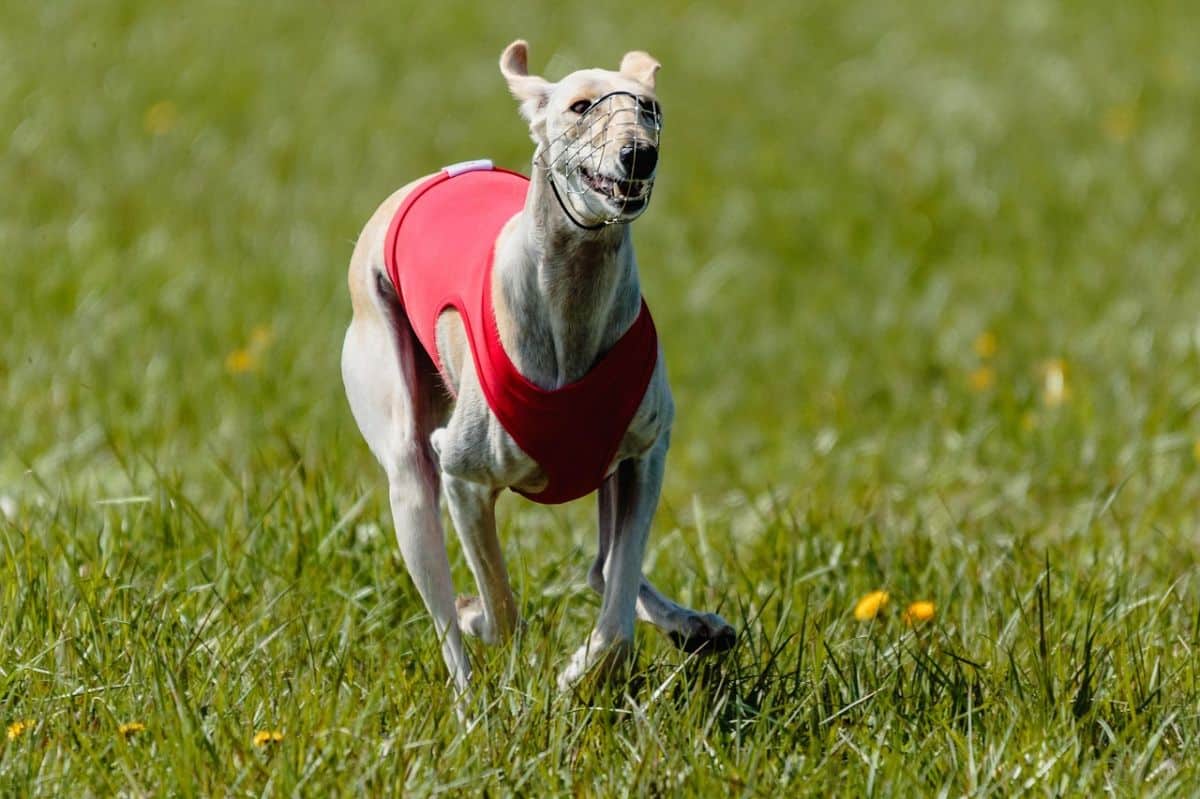Whippet running energetically, showing speed, agility, and joyful movement.