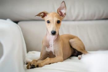 A small dog with a confident, professional stance, radiating charm and elegance.