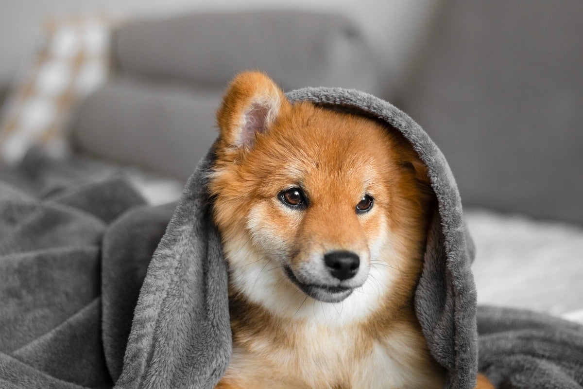 Shiba Inu with a confident, watchful expression that gives its curiosity a mischievous edge.