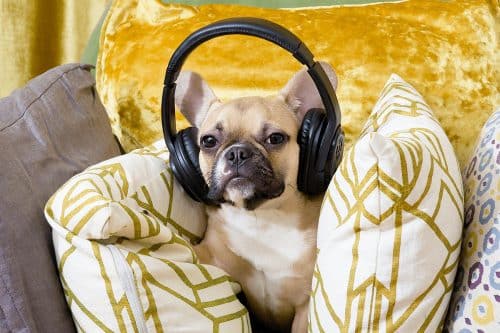11 Ways to Calm an Anxious Dog - iHeartDogs.com - Dogs Getting Anxious When Left